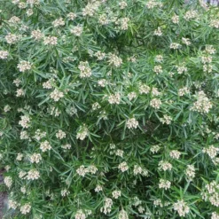 Choisya Aztec Pearl X 5