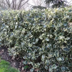 Ilex Aquifolium Argentea Marginata X 5