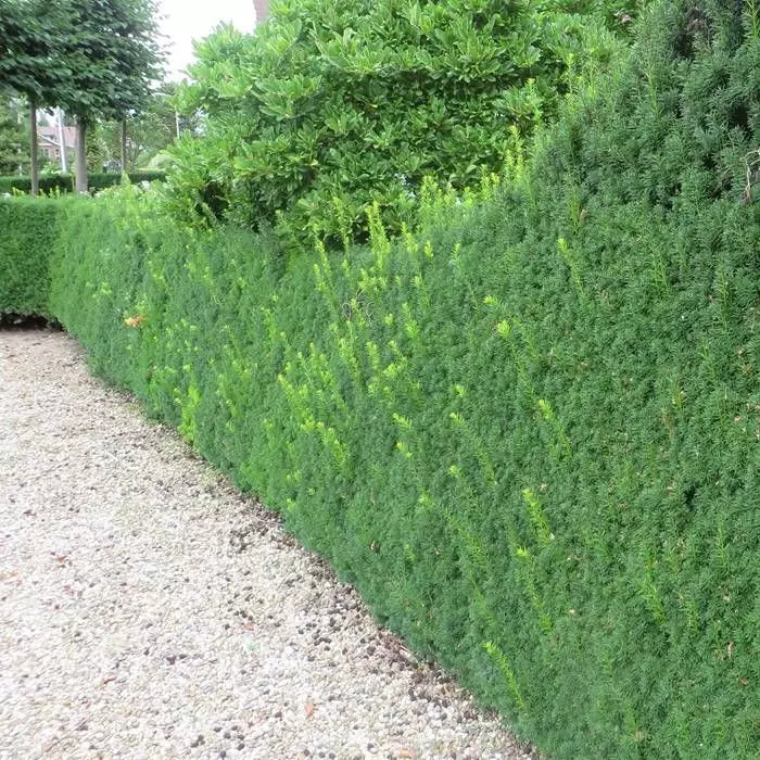 Taxus Hicksii Haag Venijnboom X 5 1 Taxus Hicksii Haag Venijnboom X 5