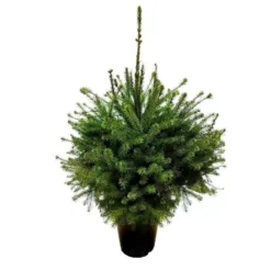 Kerstboom Picea Omorika