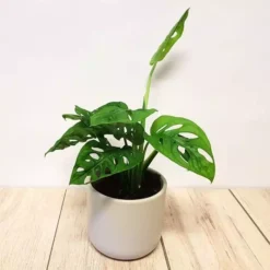 Monstera Monkey Mask