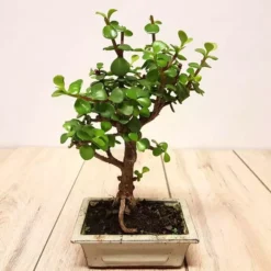 Crassula Bonsai Boom