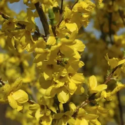 Forsythia Lynwood
