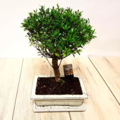 Bonsai Ilex 9 Jaar Oud 20cm