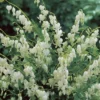 Dicentra Spectabilis White P13