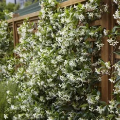 Trachelospermum Jasminoides