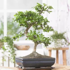 Bonsai Carmona S
