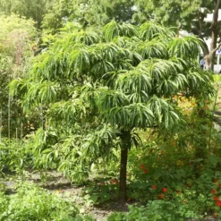 Tamme Kastanje Castanea Sativa