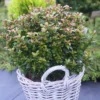Ilex Meserveae Little Rascal 24 Cm Pot