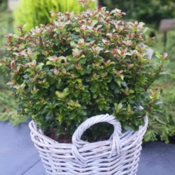 Ilex Meserveae Little Rascal 24 Cm Pot