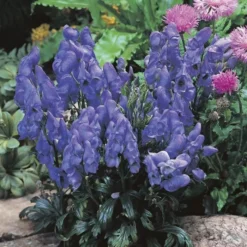 Cottage Tuin -Tuinplanten fd20075wh jpg