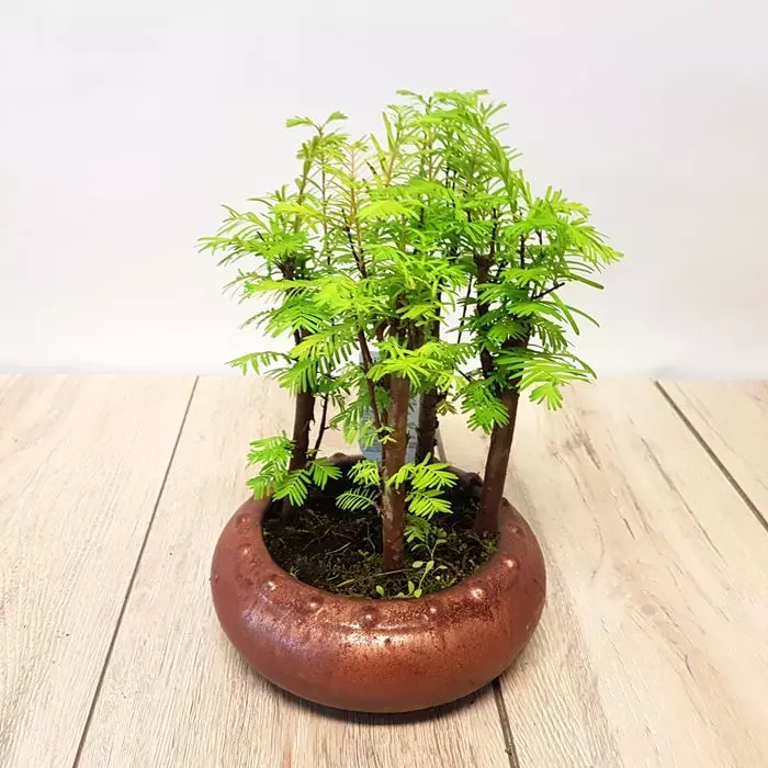 Bonsai Metasequoia Forest 16 Cm Pot 1 Bonsai Metasequoia Forest 16 Cm Pot