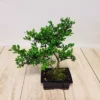 Bonsai Ilex 15 Cm Pot