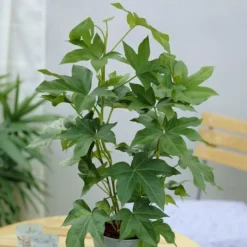 Fatshedera Lizei Pia Green