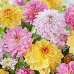 Dahlia Mix 13 Cm Pot
