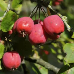 Ornamental Malus Neville Copeman 150 Cm