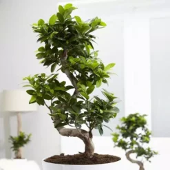 Ficus Retusa (microcarpa) Ginseng 21 Cm
