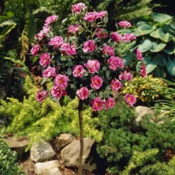 Standard Rose Pink 19 Cm Pot