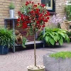 Standard Rose Red 19 Cm Pot
