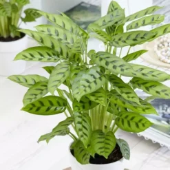 Calathea Leopardina 17 Cm