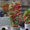 Pyracantha Coccinea Red 19 Cm