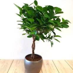 Ficus (microcarpa) 'Moclame' Op Stam P1