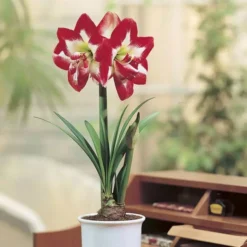 Amaryllis Gestreept In 14cm Pot