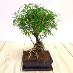 Bonsai Ilex Exposed Roots 20 Cm Pot