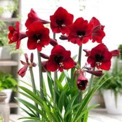 Amaryllis Rood In Pot 12cm