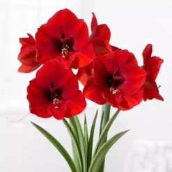 Hippeastrum Amaryllis Red 32/34
