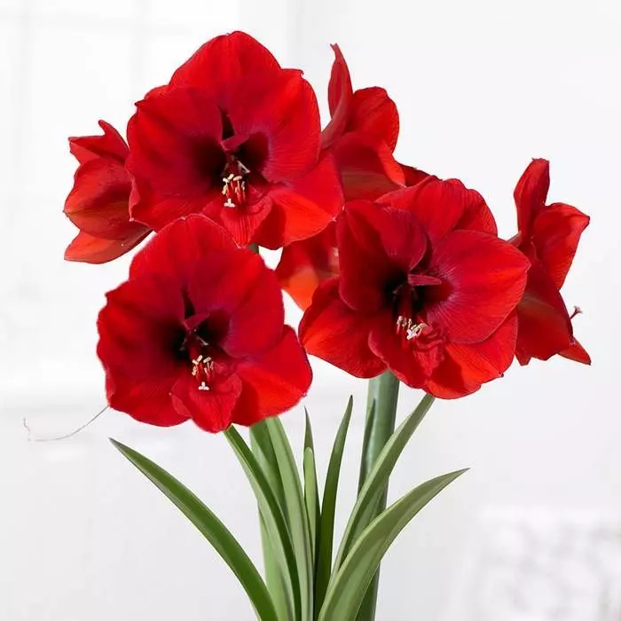 Hippeastrum Amaryllis Red 32/34 1 Hippeastrum Amaryllis Red 32/34