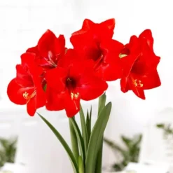 Amaryllis Floris Hekker 32/34