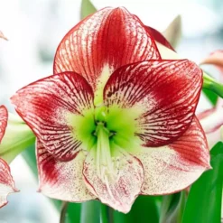 Hippesatrum Amaryllis Flamenco Queen