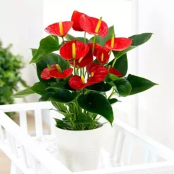 Anthurium Flamingoplant Rood