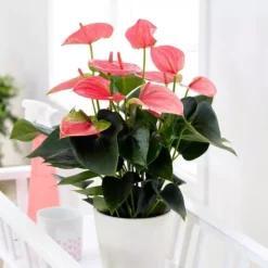 Anthurium Flamingoplant Pink Champion