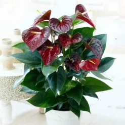 Anthurium Flamingoplant Otazu Bruin