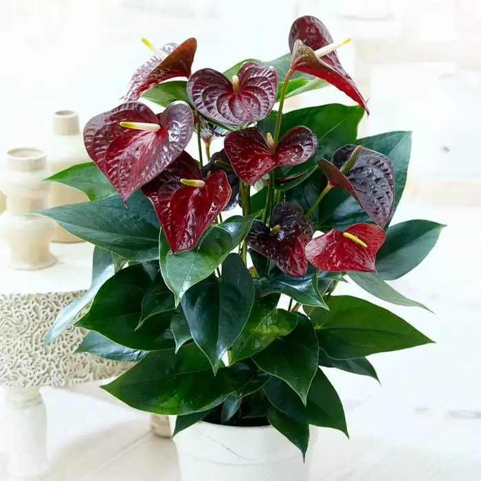 Anthurium Flamingoplant Otazu Bruin 1 Anthurium Flamingoplant Otazu Bruin
