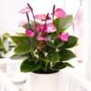 Anthurium Flamingoplant Paars