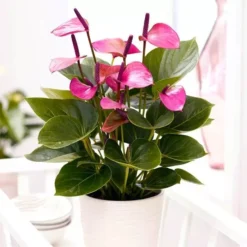 Anthurium Flamingoplant Paars