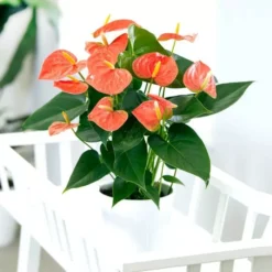 Anthurium Flamingoplant Prince Of Orange