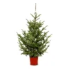 Picea Pungens Glauca