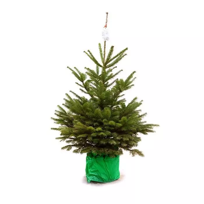 Abies Nordmanniana 100 Cm Pot 24 Cm 2 Abies Nordmanniana 100 Cm Pot 24 Cm - Afbeelding 2