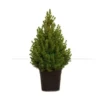 Picea Conica (Kerstboom)