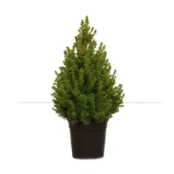 Picea Conica (Kerstboom)