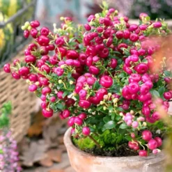 Gaultheria Pernettya Parelbes Roze