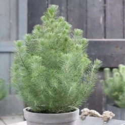 Pinus Silver Crest 60 Cm (17 Cm Pot)