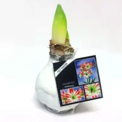 Amaryllis Touch Of Wax