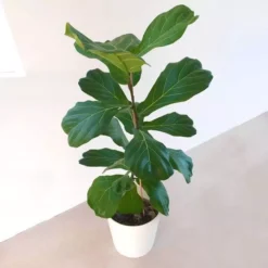 Ficus Lyrata Vioolbladplant