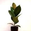 Ficus Elastica Robusta P17