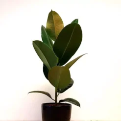 Ficus Elastica Robusta P17